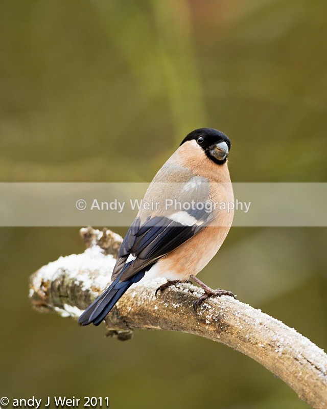 Bullfinch-3814 - Bullfinch