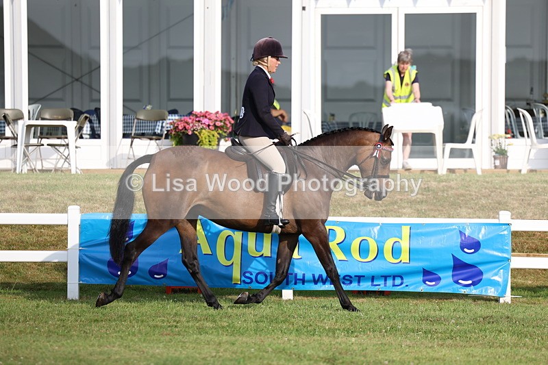 3E7A7795 - Class 1: Rising Star Small Hack/Riding Horses