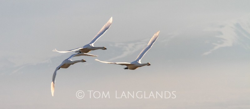 Whooper Swans - Swans and Geese