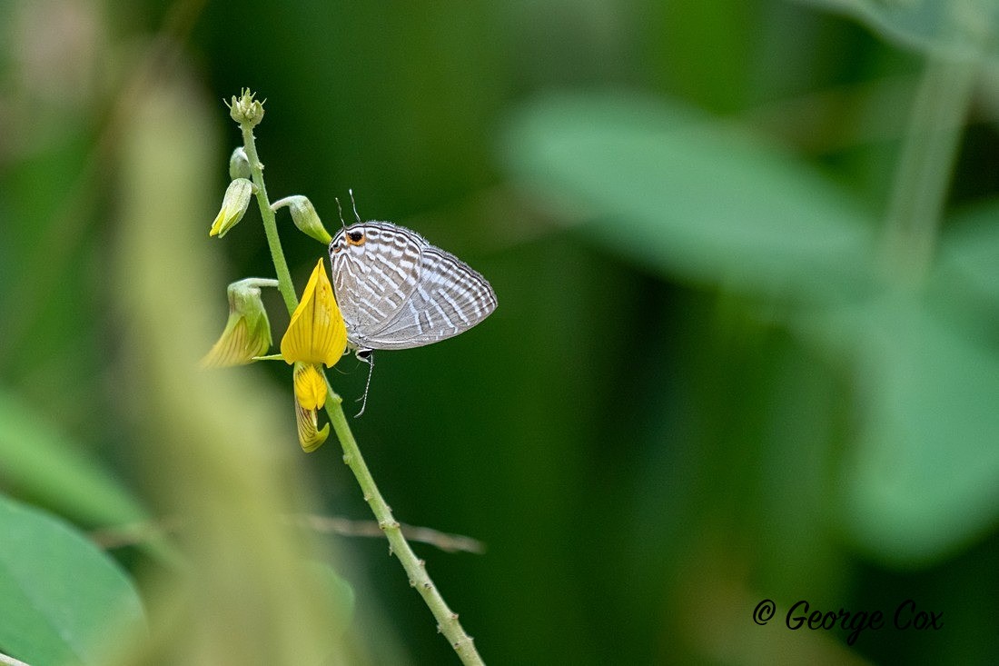Common Cerulean - Sri Lanka
