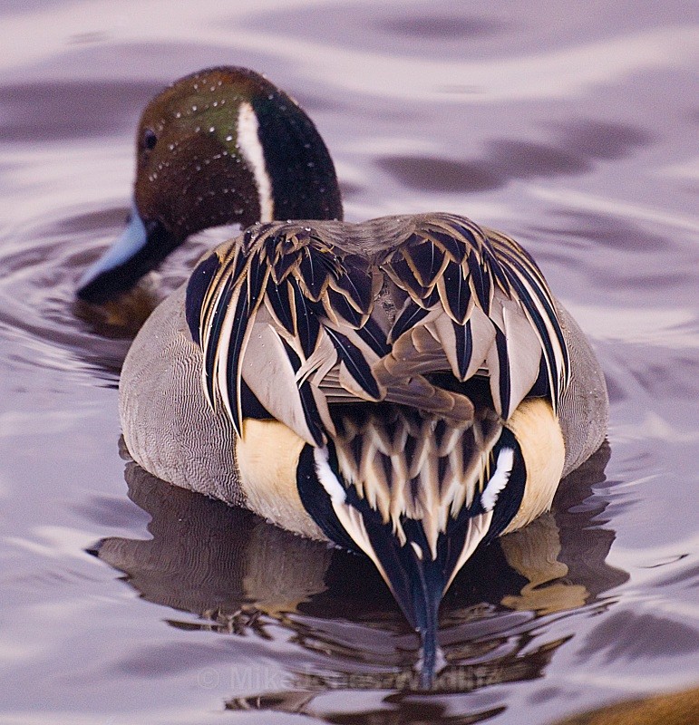 Martin Mere, Pintail duck - PINTAILS