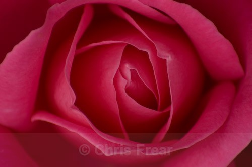  - Botanical/Macro