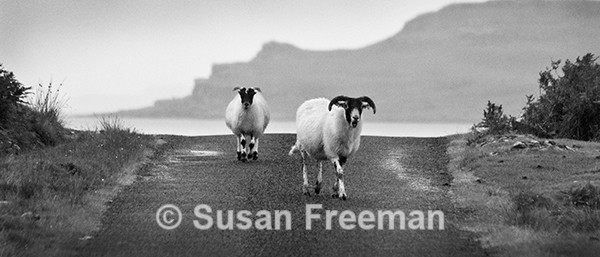 Mull Sheep - Other Animals