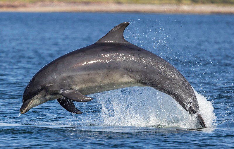 Chanory point, Bottle nose dolphins - Dolphins, Whales & Orcas. Scotland, Iceland, Azores & Madeira