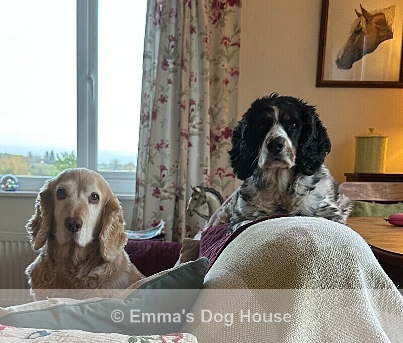  - Dogs