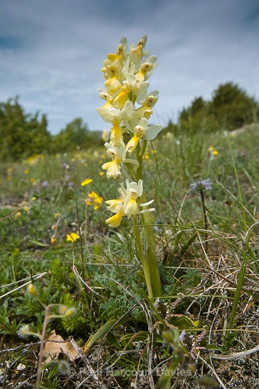  - Orchids - Orchis