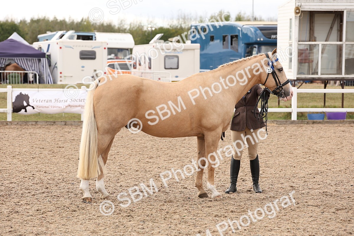 SBM_14706 - Class 208 - IH Veteran Horse