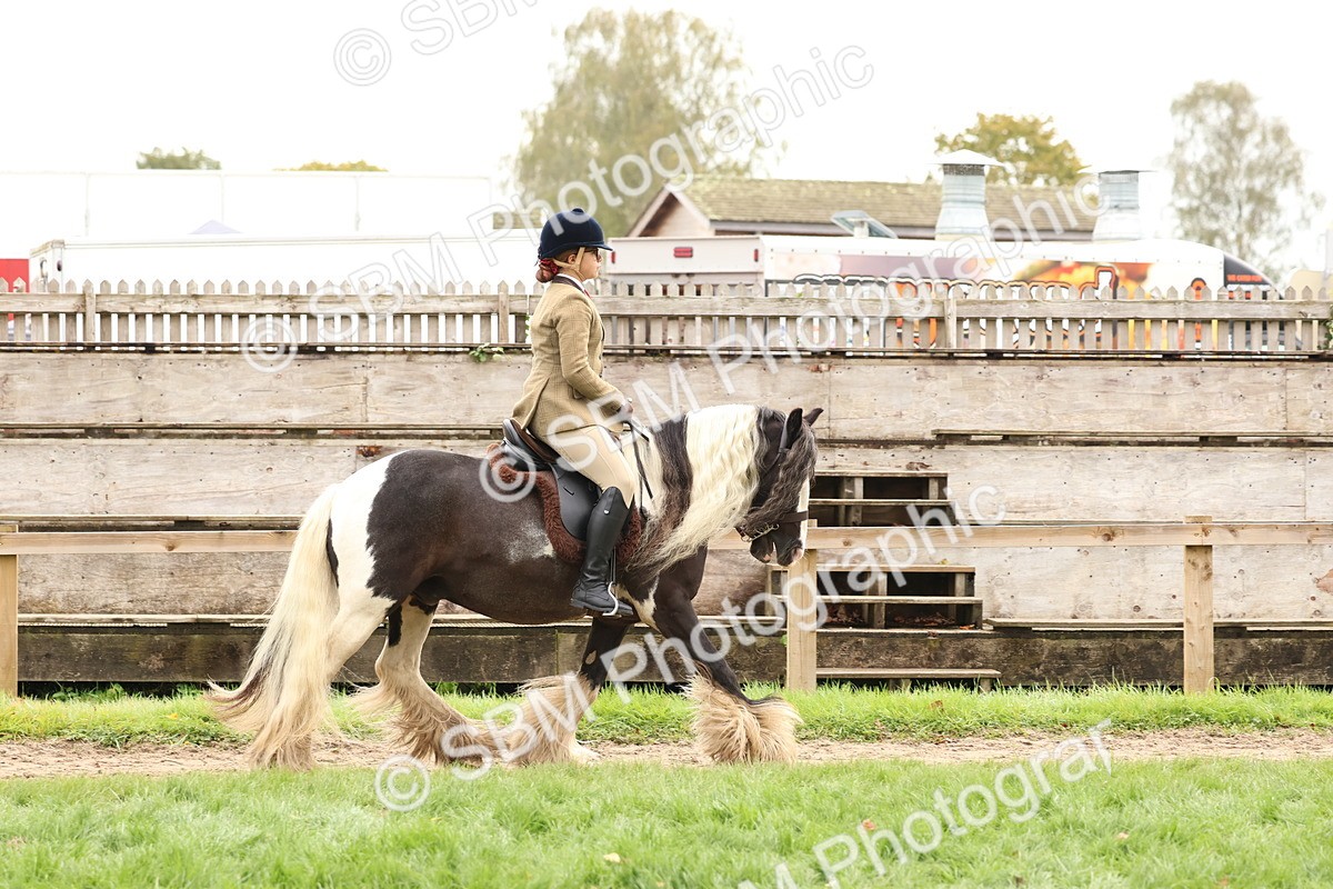 SBM_59899 - S36 - Rehabiliated Rescue Horse & Pony In Hand & Ridden