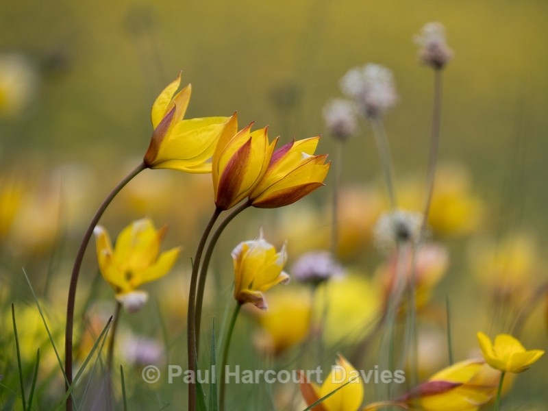 Wild Tulips (Tulipa sylvestris subsp autralis.  also T. australis)  - Gargano - Wild Flowers