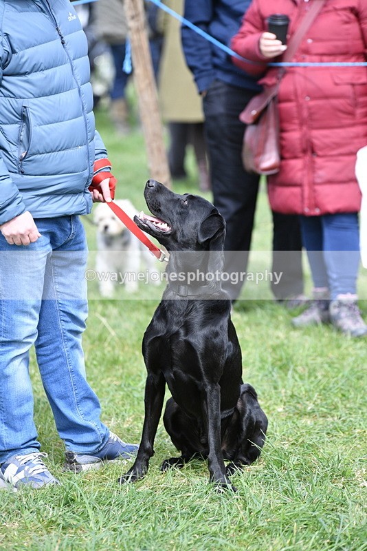 WJ5_9714 - Class 3 Most Handsome Dog