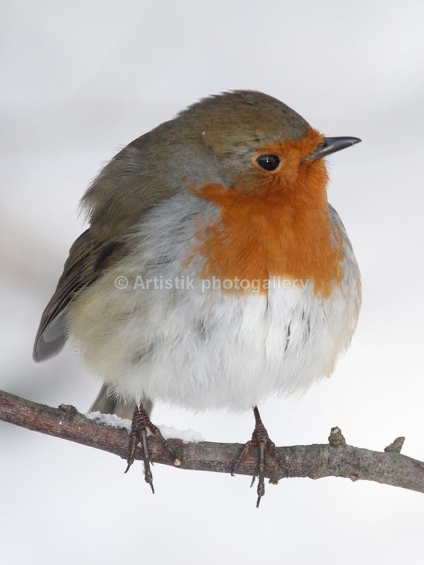  - Wildpiks by Dave O'Shea