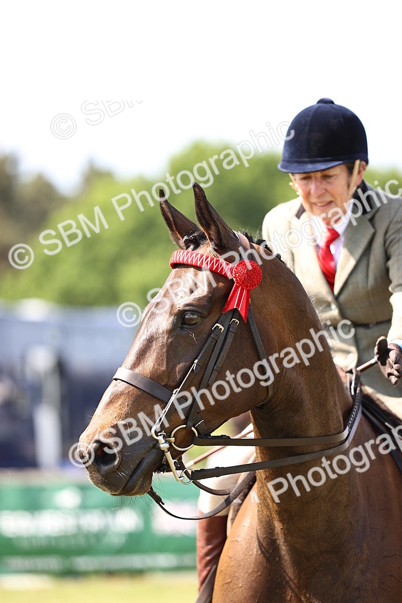 SBM_13081 - Class 75-76 LIHS BSHA Rising Star Hack Riding Horse