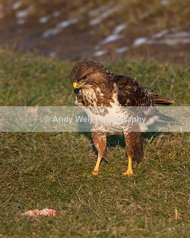 20100130-Gigrin 144 - Common Buzzard