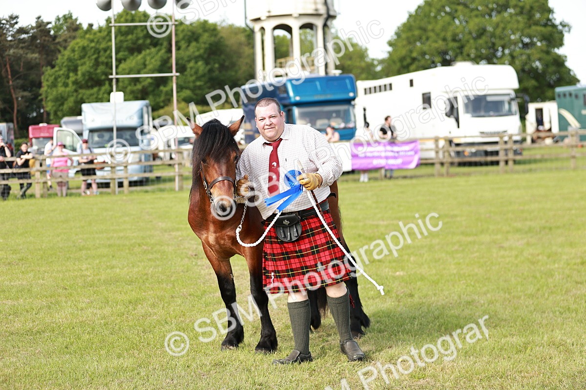 SBM_00761 - Class 14-23 - Mountain & Moorland In Hand Non Welsh