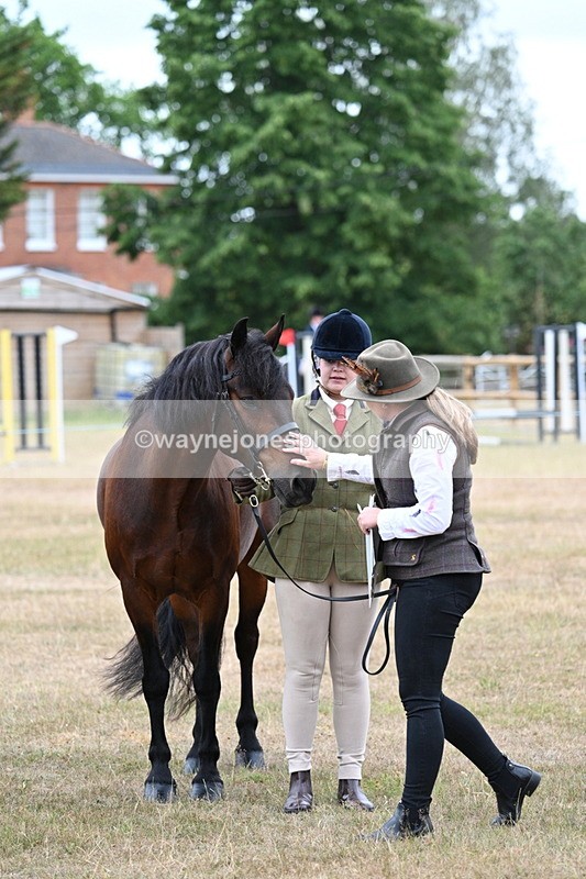 WJ7_9511 - Class 5 Most Handsome Gelding (up to 14.2hh)