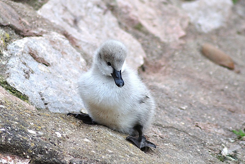 Young cygnet - Dawlish (mainly black swans)