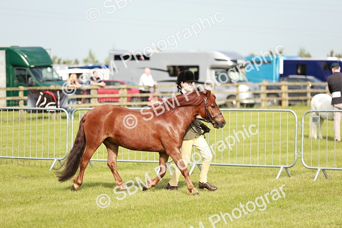 SBM_00579 - Class 14-23 - Mountain & Moorland In Hand Non Welsh