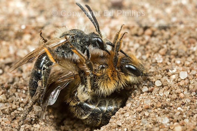 Andrena barbilabris (Pair)