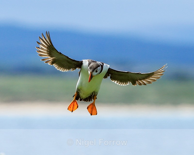Puffin with wings spread, backlit, Farne Islands - Puffin