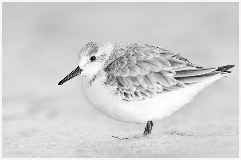 Sanderling Portrait - Latest Work