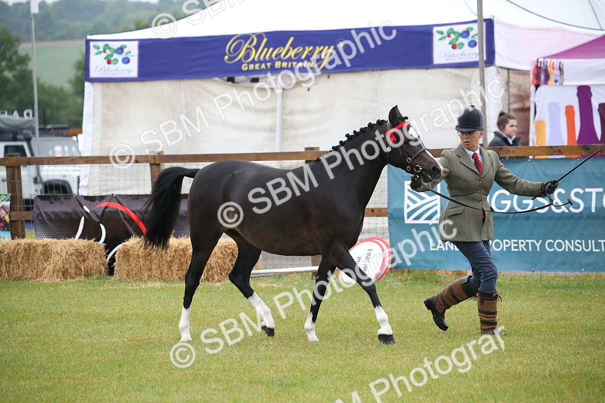 SBM_00052 - Class 17-20 - Arab & Part Bred - Anglo Arab In Hand