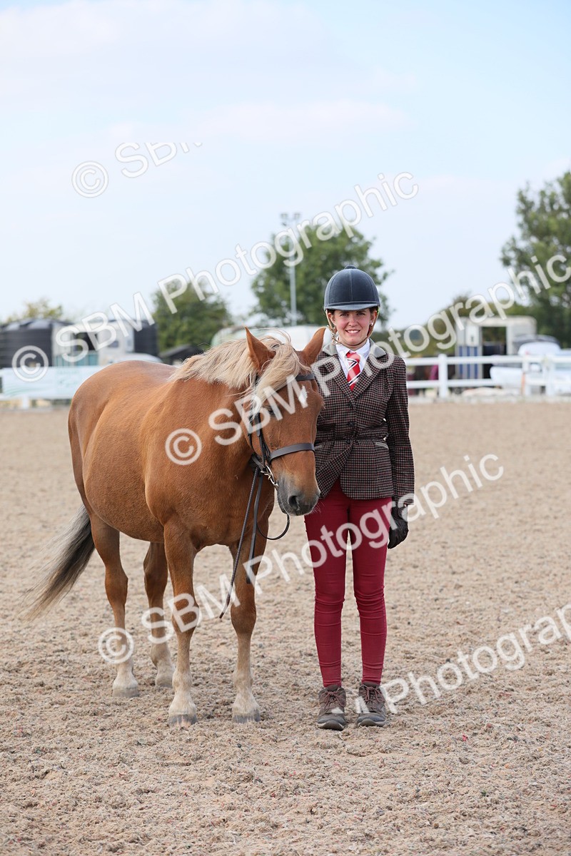 SBM_15895 - Class 312 IH Competition Horse/Pony