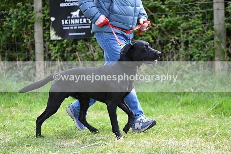 WJ5_9591 - Class 3 Most Handsome Dog