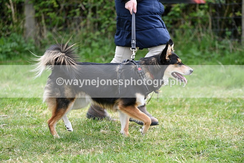 WJ5_9521 - Class 3 Most Handsome Dog