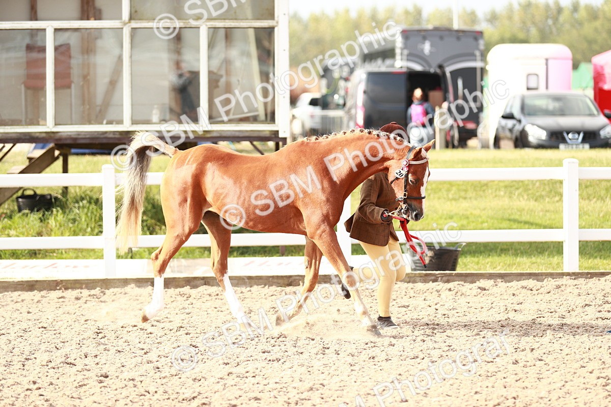 SBM_09875 - Class 203 Young Handler, 10 years and under