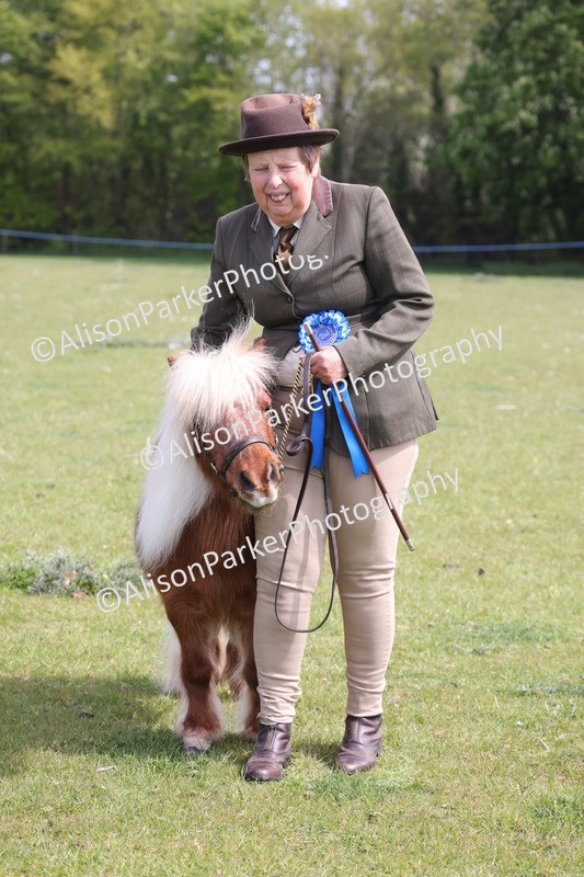20260426-3218 - Class 26 - Shetland Ponies and Minitures