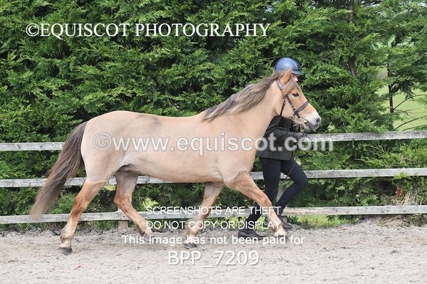 BPP_7209 - RING 1  (RIDDEN HORSES / IN HAND / VETERAN ETC)