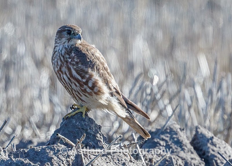 Astland Photography, Bird and Wildlife Images, Susan and Peter Wilson, U.K.