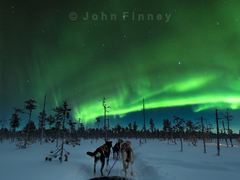 Aurora Dog Sledding - Astrophotography