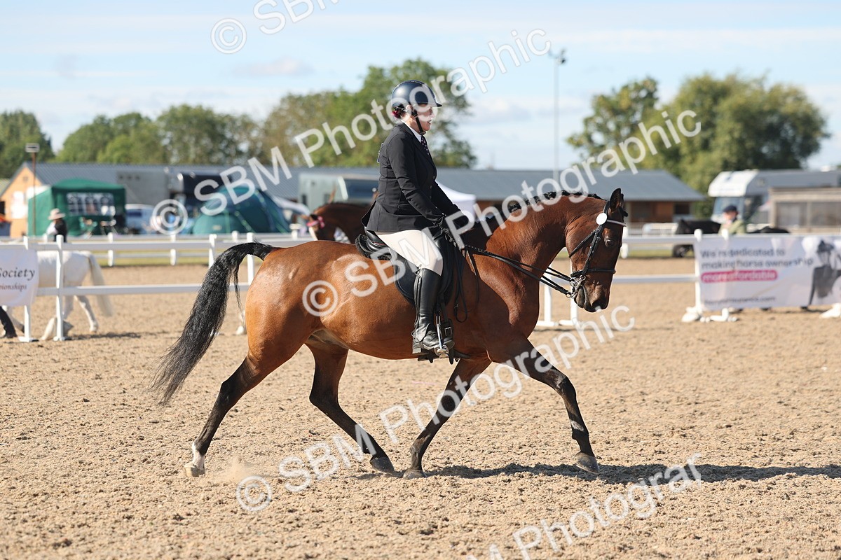 SBM_13045 - Class 305 - Ridden Foreign Breed Pure Bred