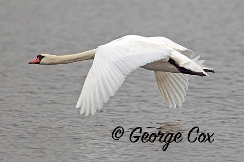 Swan in flight