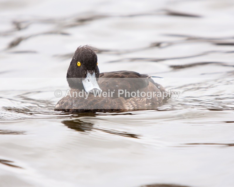 20100314-009 - Tufted Duck