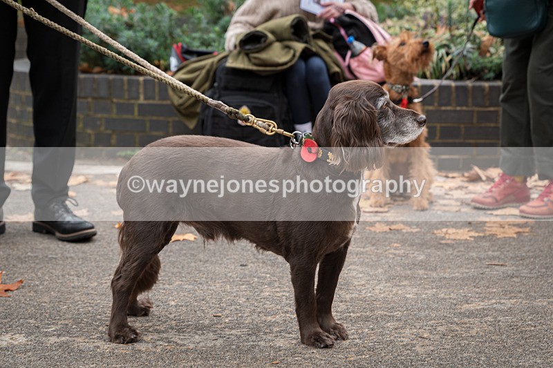 Z62_4532 - Animals In War Memorial 2025 - Park Lane, London