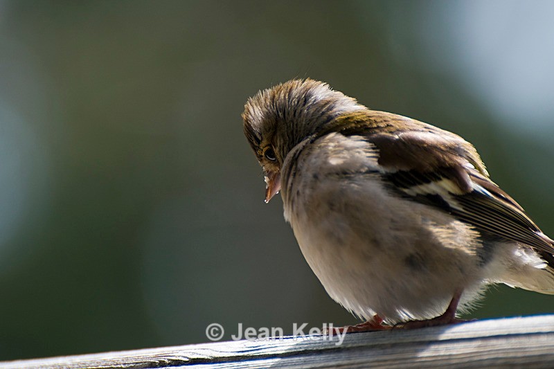 Chaffinch - 9315 - Birds