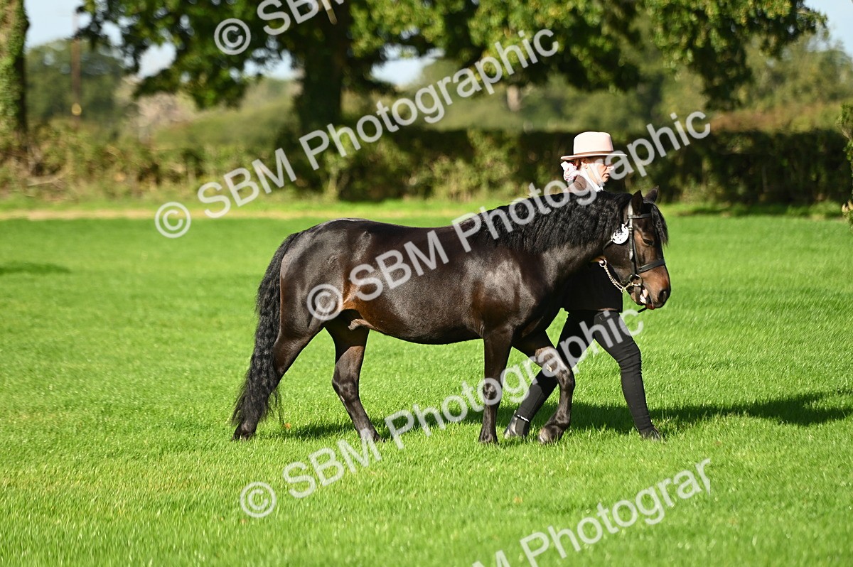SBM_15835 - S1 - TSR in Hand Horse & Pony Showing