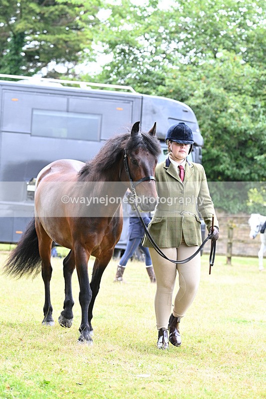 WJ7_6506 - Class 5 Handsome Gelding in hand