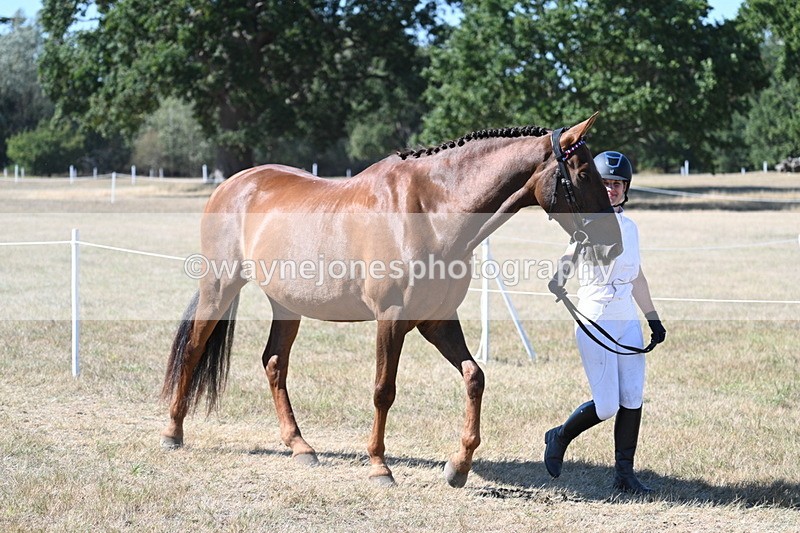 WJ7_1737 - Class 42 Most Handsome Gelding
