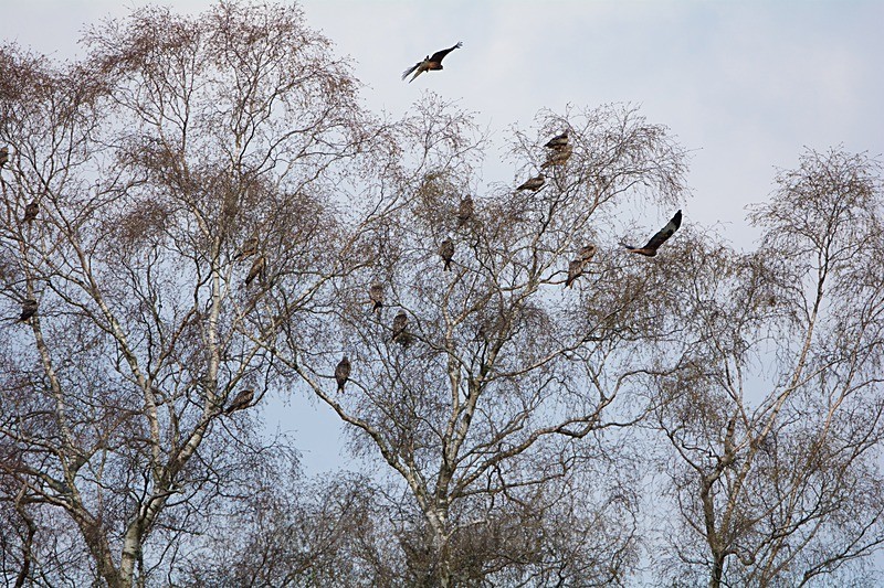  - Red Kites