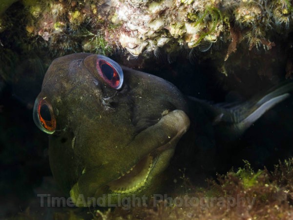 Blenny - Cornish Marine Life