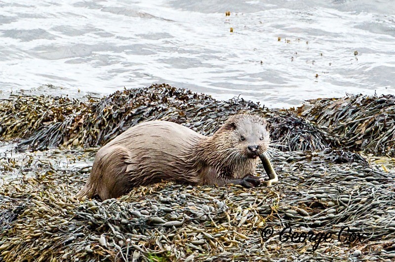 Otter - Mammals