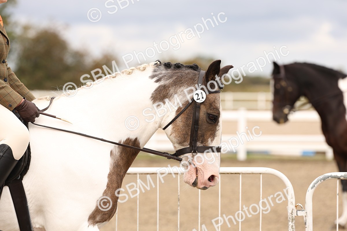 SBM_02773 - Class 53 - Ridden Competition Horse/Pony