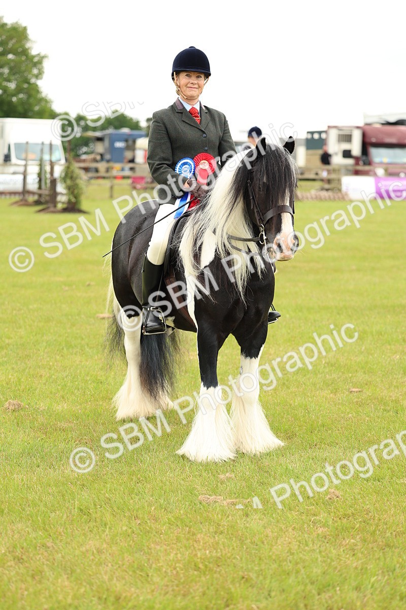 SBM_06337 - Class 39-41 TGCA In Hand and Ridden
