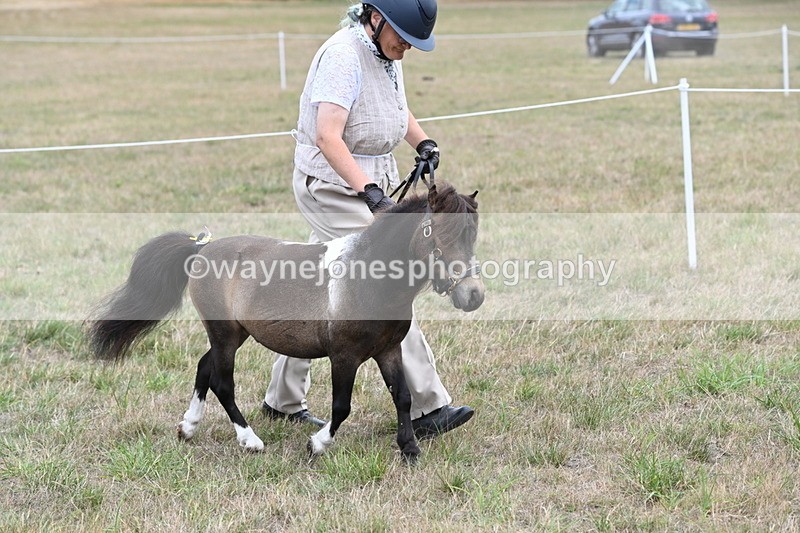 WJ6_5257 - Class 18 In-hand Coloured