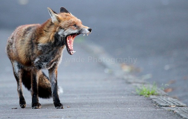 Urban Fox, Bristol _ UR090 - Urban Foxes, Bristol, Great Britain