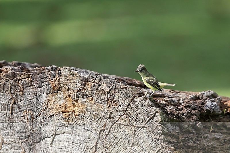 Southern Beardless-Tyrannulet on log, Colon, Panama - Southern Beardless-Tyrannulet