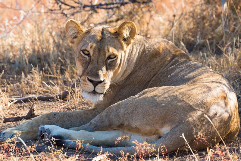 Lioness Resting - Lions